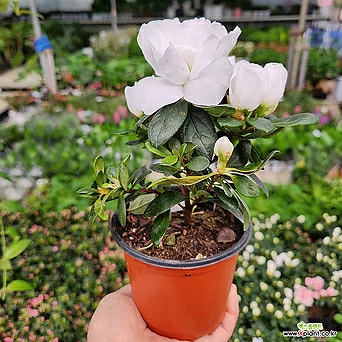 철쭉 아젤리아 흰 꽃 소품49 아잘리아 꽃비종합원예 1
