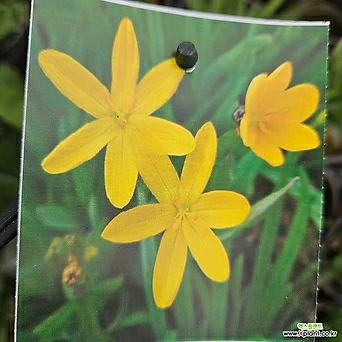 노랑등심붓꽃 1