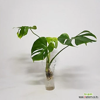 [무 배]수경식물 프렌즈 몬스테라(특상) 2024 새상품 수경재배식물 1