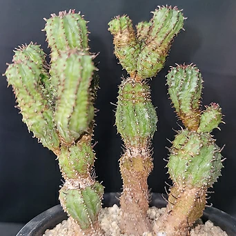 Euphorbia tubiglance(204)묵은둥이/멋진수형 1