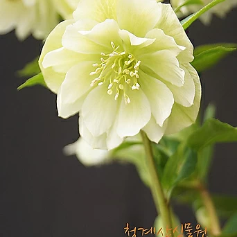 [청계산식물원] 꽃대 크리스마스로즈 (화이트) / 사진촬영 2024년 2월 28일 1