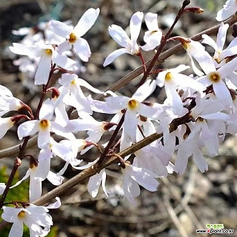 미선나무 포트묘 향기로운 꽃나무 1