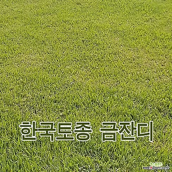 한국 금잔디 뗏장 40-60-4cm 400장(30평용) 섬세한잎 밀도치밀 겨울황금색 1