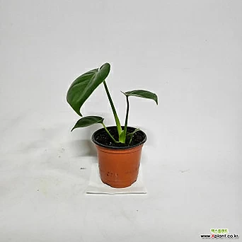 몬스테라(S1) 2024 새상품/인테리어식물/공기정화에 탁월한 고급 식물 1