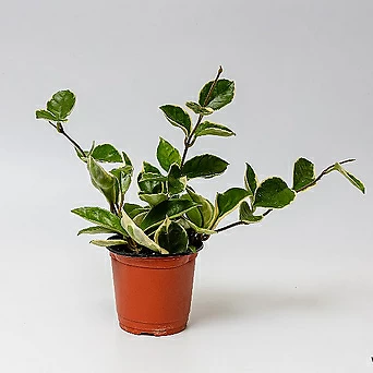실내공기정화식물 호야 넝쿨 행인플랜트 키우기 쉬운 플랜테리어 식물 1