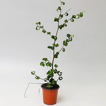 바로크벤자민고무나무 공기정화식물 반려식물 희귀 플랜테리어 1