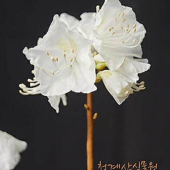 [청계산식물원]  꽃대 흰진달래 05 (높이 45cm) / 사진촬영 2024년 3월 1일 1