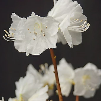 [청계산식물원]  꽃대 흰진달래 06 (높이 45cm) / 사진촬영 2024년 3월 1일 1