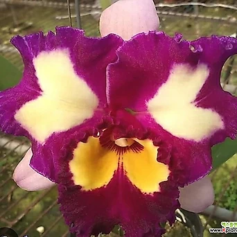 카틀레야.Rlc.Chinese Beauty 'orchid Q.ueen'차이니즈 뷰티 오키드 퀸.예쁜진한핑크. 1
