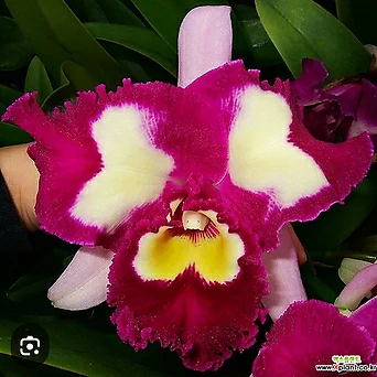 카틀레야.Rlc.Chinese Beauty 'orchid Q.ueen'차이니즈 뷰티 오키드 퀸.예쁜진한핑크 1