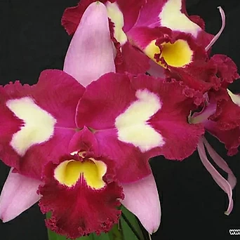 카틀레야.Rlc.Chinese Beauty 'orchid Q.ueen'차이니즈 뷰티 오키드 퀸.예쁜진한핑크 1