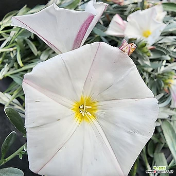 [하와이꽃집] 멋스러워유럽메꽃 1