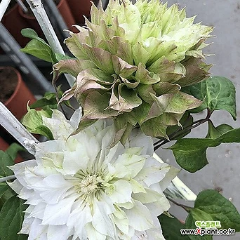 클레마티스- 센 노 카제 (11cm포트) 넝쿨식물 으아리 묘목 큰꽃으아리 정원에서 1