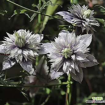 클레마티스- 워터 데몬 (11cm포트) 넝쿨식물 덩쿨식물 으아리 큰꽃으아리 묘목 1