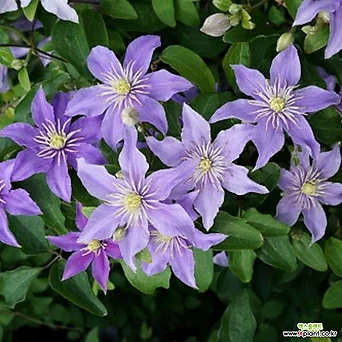 클레마티스- 주스타 (11cm포트) 넝쿨식물 덩쿨식물 으아리 큰꽃으아리 묘목 1
