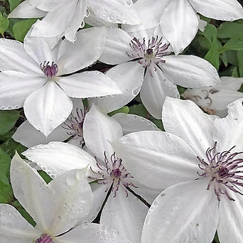 클레마티스- 츠키코 (11cm포트) 넝쿨식물 덩쿨식물 으아리 큰꽃으아리 묘목 1