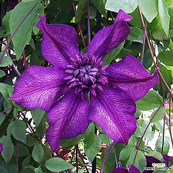 클레마티스- 카시스 (11cm포트) 넝쿨식물 덩쿨식물 으아리 큰꽃으아리 묘목 1