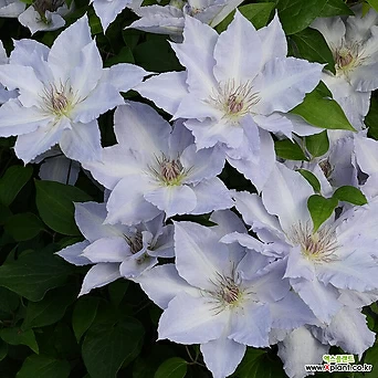 클레마티스- 트랭퀼리티  (11cm포트) 넝쿨식물 덩쿨식물 으아리 큰꽃으아리 묘목 1