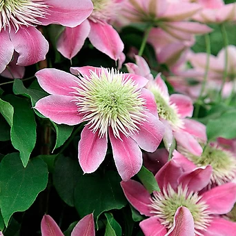 클레마티스- 헤글리 하이브리드  (11cm포트) 넝쿨식물 덩쿨식물 으아리 큰꽃으아리 묘목 1