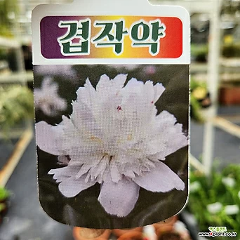 겹작약 흰 꽃 중품199 숙근초 전국노지월동 겹백작약 1