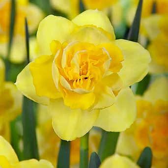 수선화 이스프링 파라다이스 14cm포트 커다란 향기 봄꽃 구근식물 1