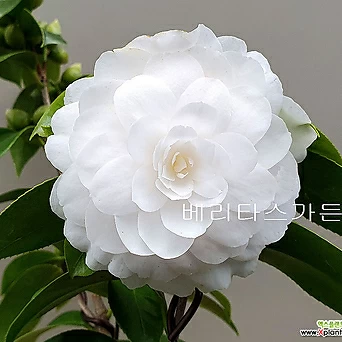 백동백 겹꽃(꽃대수형/A)-동일품배송 1