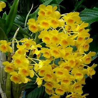Dendrobium Chrysotoxum.크리소톡숨.고추석곡.재배분.노란색.아주좋은향.인기상품. 1