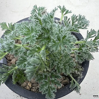 Pelargonium appendiculatum 382. 1