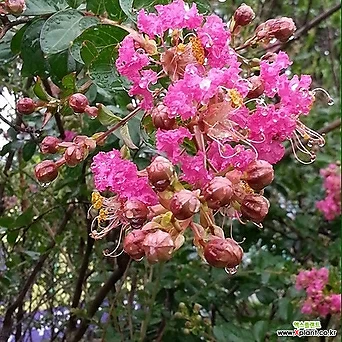 수원예조경 배롱나무 묘목 삽목2년생(분홍색) 백일홍 1