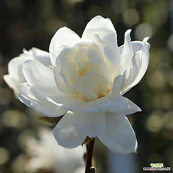 장미 겹꽃 목련나무 화이트 로즈 분묘 개화주 1