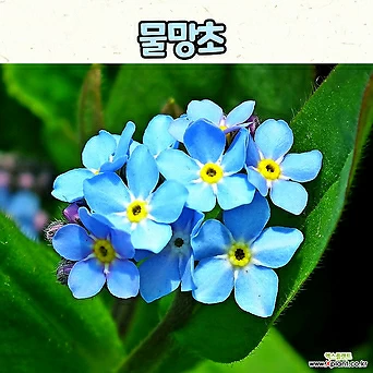 물망초(10cm 화분) 모종 / 봄꽃 / 봄초화 1