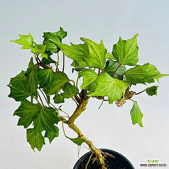 마법사 아이비 무늬잎 넝쿨식물 반려식물 희귀식물 1