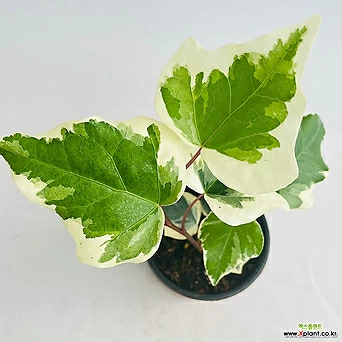 마랭고 아이비 무늬잎 무늬아이비 실내식물 플랜테리어 1