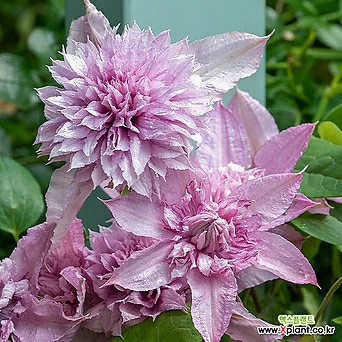 뉴 해글리 하이브리드 - 클레마티스 10.5cm 포트묘 ( 큰꽃으아리 / 넝쿨식물 / 봄꽃 / 야생화 ) 1