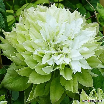 센노카제- 클레마티스 10.5cm 포트묘 ( 큰꽃으아리 / 넝쿨식물 / 봄꽃 ) 1