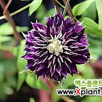 시시마루- 클레마티스 10.5cm 포트묘 ( 큰꽃으아리 / 넝쿨식물 / 봄꽃 ) 1