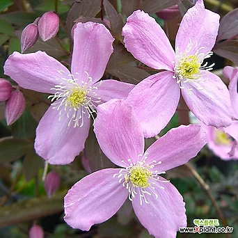 프라그란트 스프링- 클레마티스 10.5cm 포트묘 ( 큰꽃으아리 / 넝쿨식물 / 봄꽃 ) 1