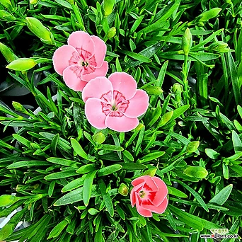 꽃나무드림 핑크 키세스 카네이션 향카네이션 향기패랭이 어버이날 스승의날 야생화 1
