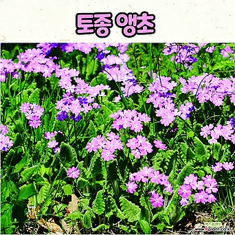토종 앵초(10cm 화분) / 분홍색앵초 노지월동 봄꽃 1