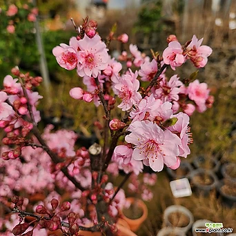 분홍꽃 자엽 미인매 중품399 접목묘 분재소재목 매화나무 1
