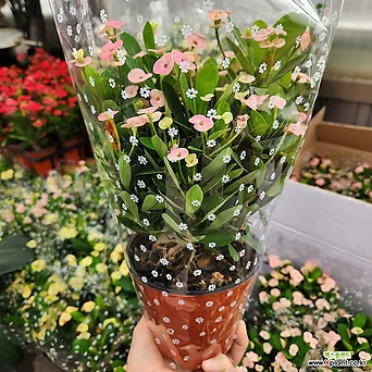 꽃기린 핑크스타 소중품139 연핑크 꽃기린 꽃비종합원예 1