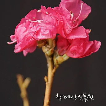 [청계산식물원] 꽃대 홍화진달래 011 (높이 45cm) / 사진촬영 2024년 3월 8일 1