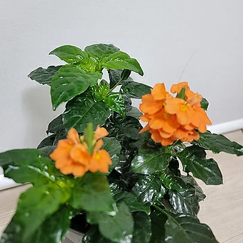 오렌지색 꽃 크로산드라 1