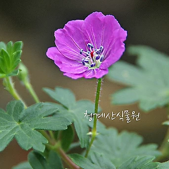 [청계산식물원] 꽃대 묵은둥이 애기쥐손이 / 사진촬영 2024년 3월 9일 1