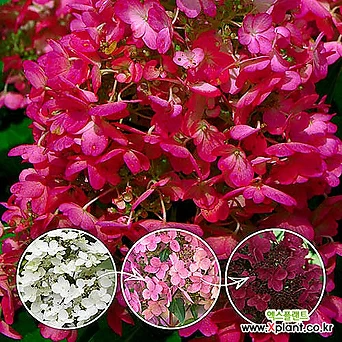 목수국 윔스레드 10cm사각포트 유럽수국나무 월동수국 여름꽃 와인색꽃 1
