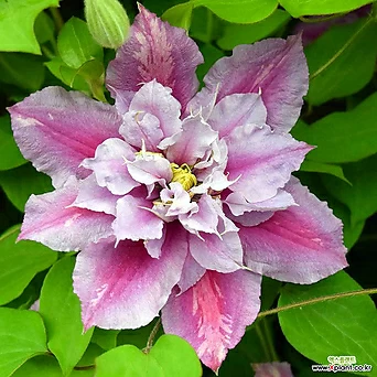 피일루- 클레마티스 18cm 포트묘 ( 큰꽃으아리 / 넝쿨식물 / 봄꽃 ) 1