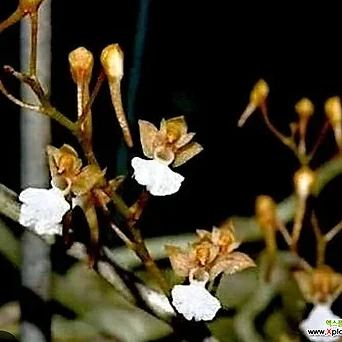 Microcoelia Cornuta.마이크로코일리어 케르누타.네추럴브라운꽃.꽃모양이 앙징맞고 예쁩니다. 1