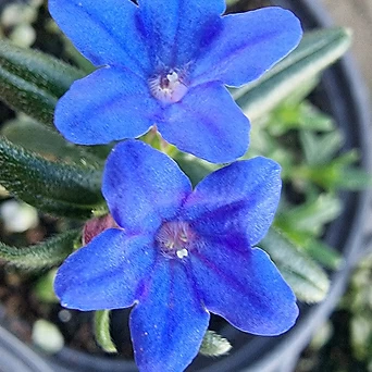 이사도라-파랑꽃 1
