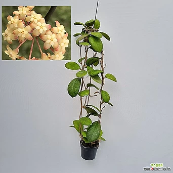호야 라리사 (Hoya Larisa ) / 잎이큰 라리사 1