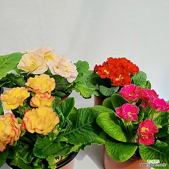 장미앵초 겹프리뮬라 벨라로즈 향기꽃 색상랜덤 1